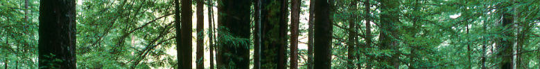 redwoods-slice1.jpeg